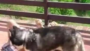 Blond-haired beauty gets dominated orally by a dog