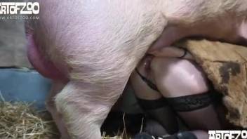 Tight female feels entire pig cock in her wet snatch