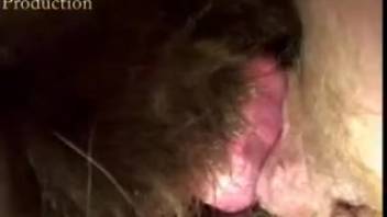 Slender lady takes a massive beast dick in her bushy pussy and butthole