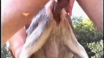 Dude's hard cock is enough to ruin that animal's pussy