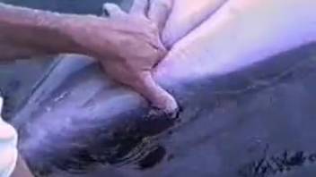 Finger play encounter with a super hot dolphin