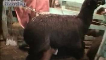 Barnyard beast ravaging a bestiality lover's horny pussy
