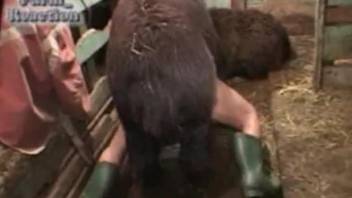 Farm animal destroying a zoophile's eager cunt