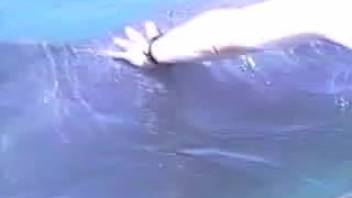 Guy digitally penetrates dolphin during authentic ocean bestiality encounter