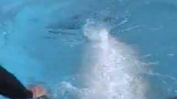 Guy is thrilled to mess around with a dolphin's dick