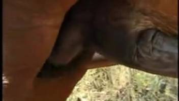 Blonde self-pleasuring finally accepts massive horse dick
