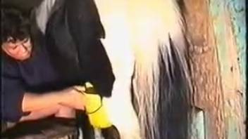 Mature woman performs fisting on the horse in rare bestiality footage.
