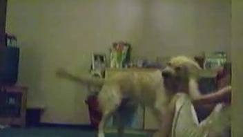 Amateur filmed when letting the dog hump her ass