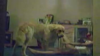 Homemade video of a woman letting her dog mount her rear