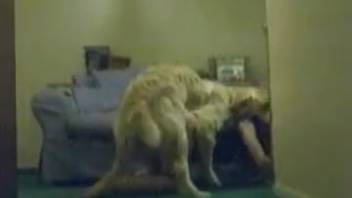 Hairy canine roughly penetrates novice female on webcam