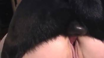 Explicit homemade footage of naked beginners in intense bestiality acts with a dog