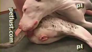 Steamy guy sporting a stiff dick pounds an obedient beast