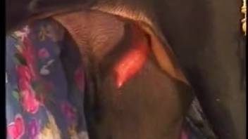 Dog pounds excited woman so intensely that she craves another session