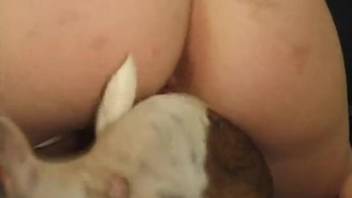 Amateur babe tries entire dog cock in her shaved pussy