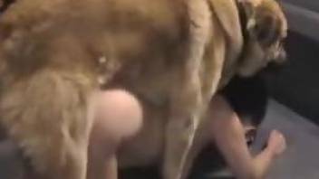 Busty woman feels amazing with the dog cock in her vagina