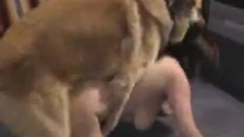 Voluptuous lady experiences ecstasy with the canine penis inside her pussy