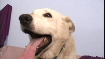 Domestic bestiality session for a slender blond girl after she performs fellatio on the dick