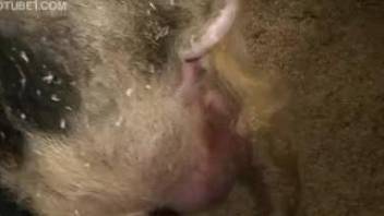 Wet zoophile pussy deserves a hardcore pounding
