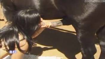 Dark-haired woman performs oral sex on the stallion's penis and sucks it vigorously