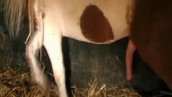 Woman in black stockings lets this horse screw her