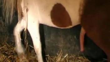 Alluring lady is drawn to this massive equine cock