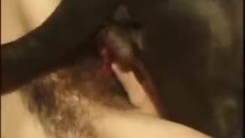 Slender chick adores the canine cock slamming her bushy pussy
