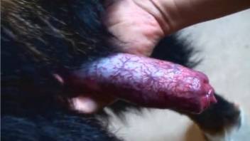Aroused guy is fascinated by that canine's massive cock