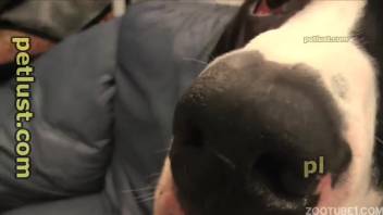 Guy can't quit messing with a canine's dick