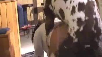 Big boobs babe getting fucked by a dog with spots